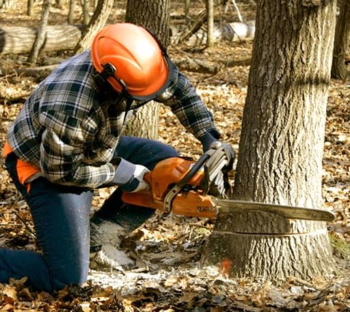 Tree Removal in Carter Lake, IA